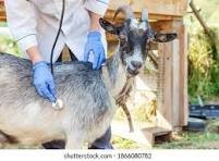 Veterinary Animal Care image